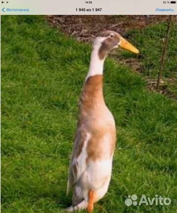 Утята Стар-53,Черри Велли от 5 сут до 1 мес