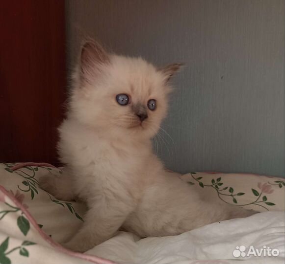 Котодети