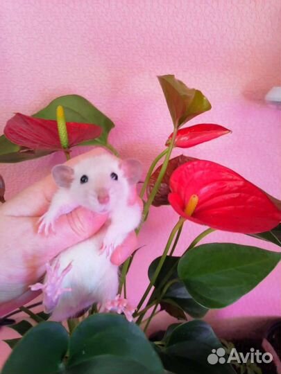 Крысята ручные дамбо, крыса, клетка