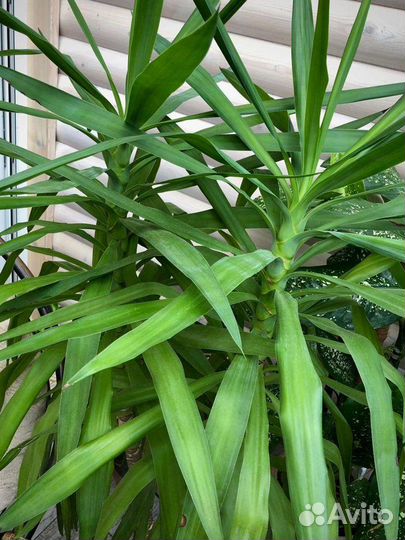 Пальма юкка