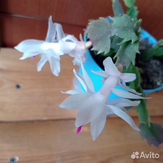 Белый, оранжевый, розовый декабрист (шлюмбергера)