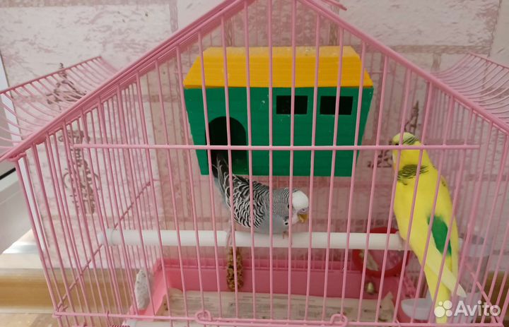 Волнистый попугай с клеткой