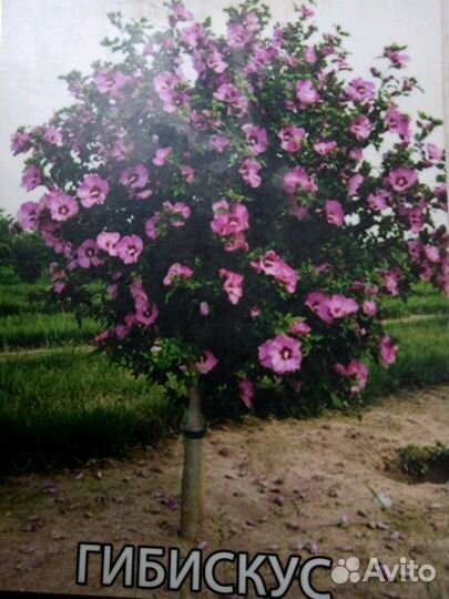 Гибискус