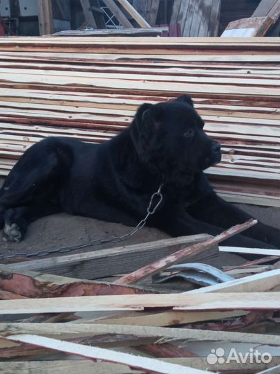 Собака алабай