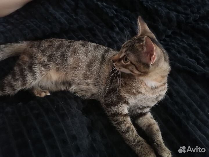 Кошка в дар