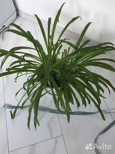 Цветы комнатные Хлорофитум капский