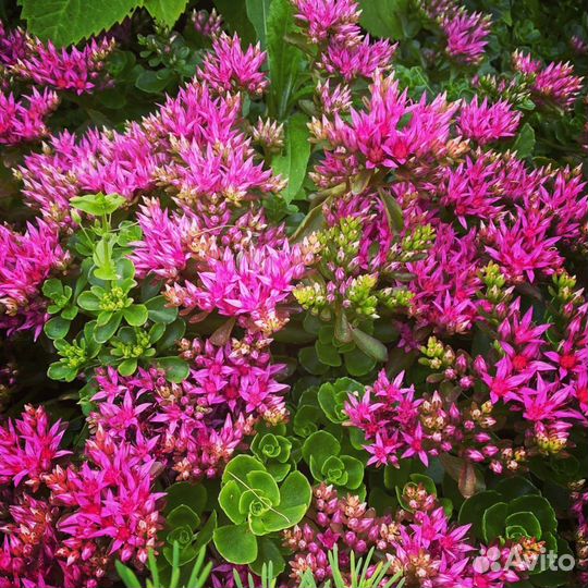 Продам цветы многолетники