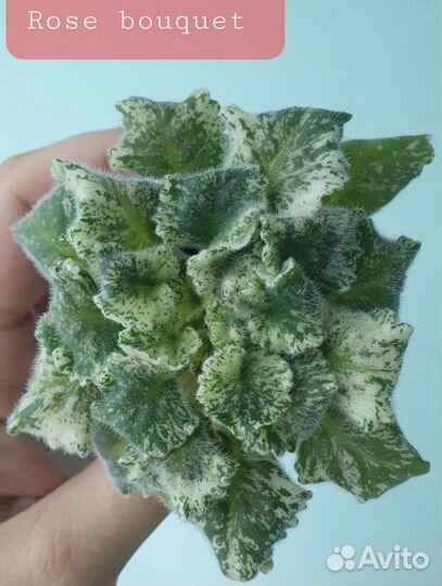 Сортовые фиалки