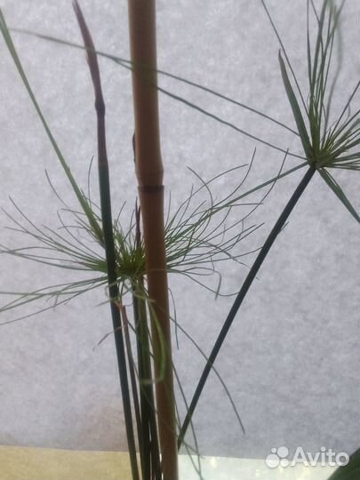 Продам Циперус папирус