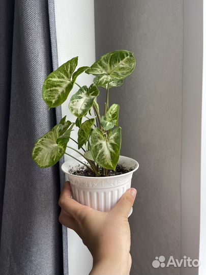 Комнатные растения цветы