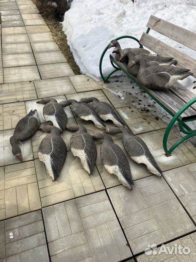 Чучела белолобых гусей sportplast