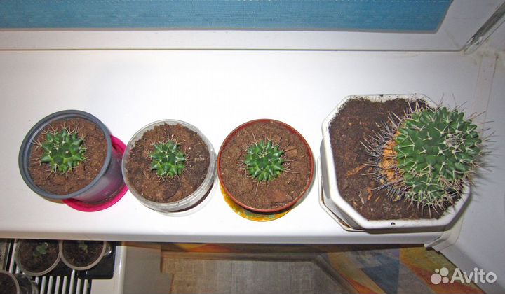 Обновлено 2023) Цветущий Кактус Mammillaria