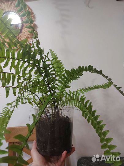 Папоротник