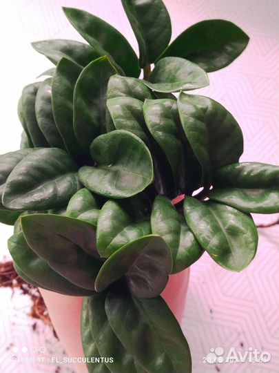 Замиокулькасы. Зензи. Равен. Замифолия