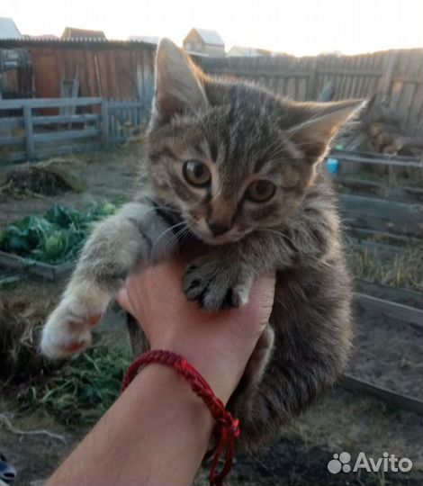 Котёночек в добрые руки