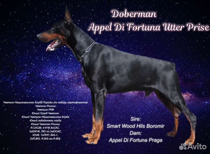 Доберман-вязка