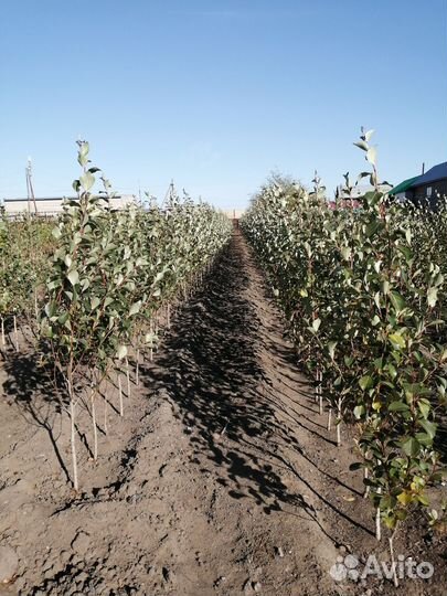 Тополь пирамидальный