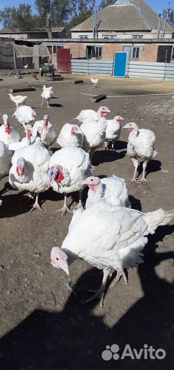 Продам индюков