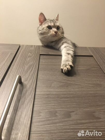 Домашняя передержка животных