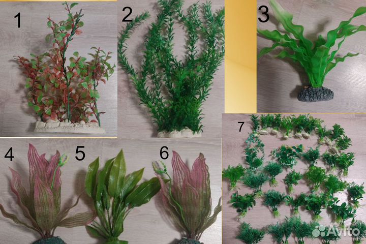 Аквариумные растения