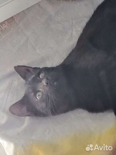 Котята 5 месяцев черные