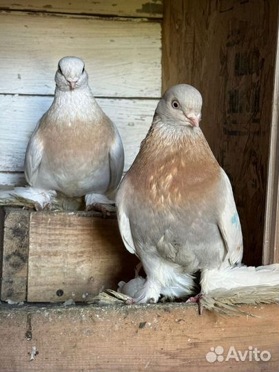 Голуби тасманы