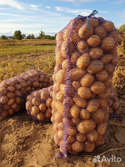 Картофель, сорт Гала