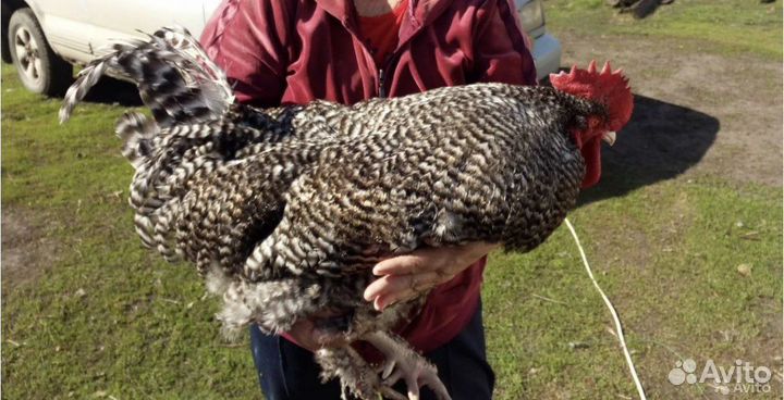 Семьи брама, михилейкая кукушка