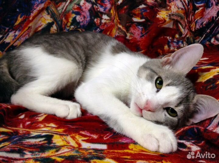 Красивый малыш ищет дом