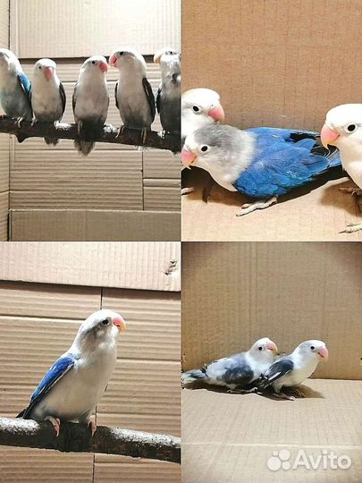 Попугаи неразлучники