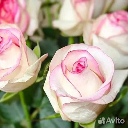 Розы многолетки саженцы 14 сортов