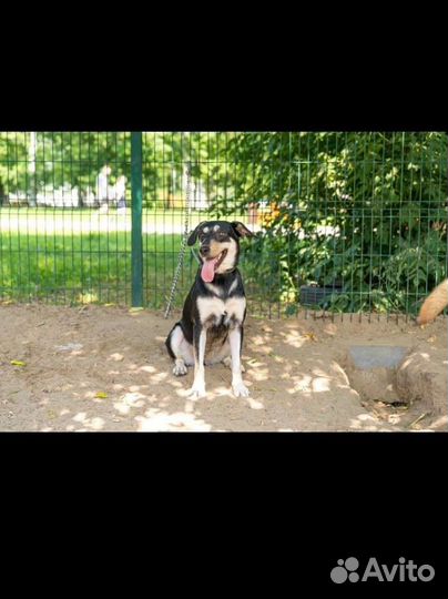 Собака в добрые руки