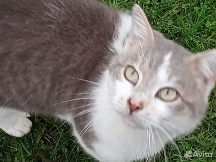 Котик Мишка