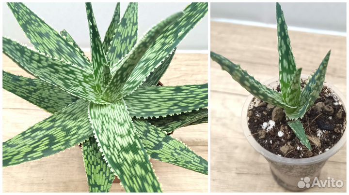 Алоэ 5 сортов, криптантус