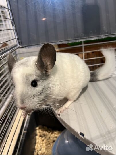 Шиншилла белый Вилсон мозаик самец