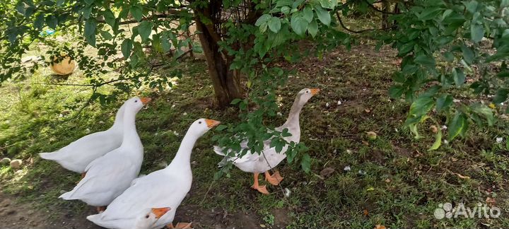 Гуси трёхмесячные, Линда и Серый уральский