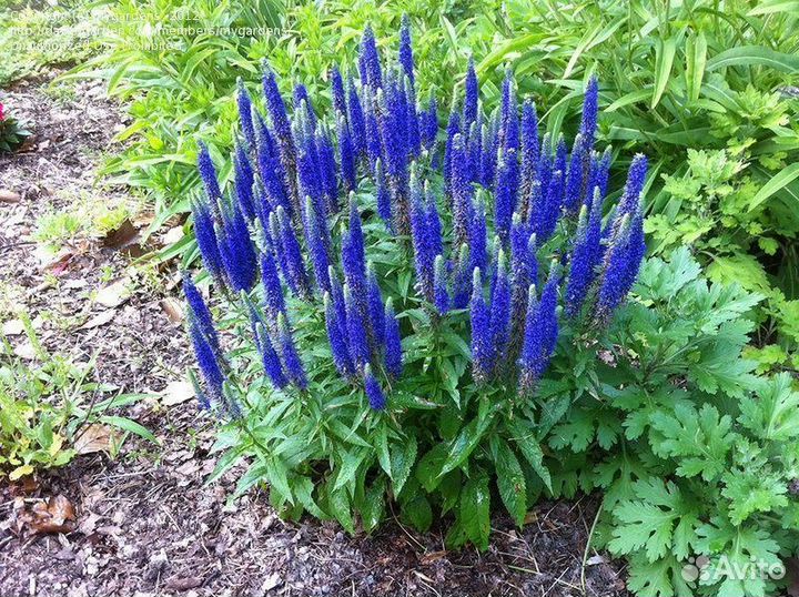 Многолетник Вероника колосковая