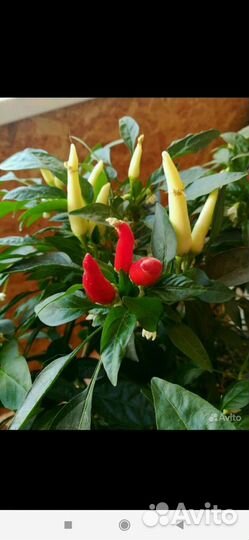 Рассада комнатный острый перец