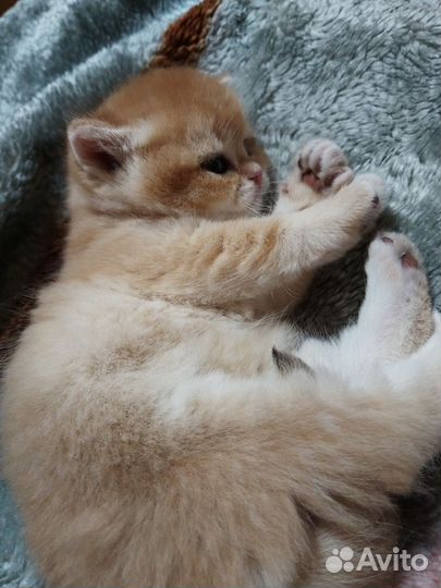 Три британочки