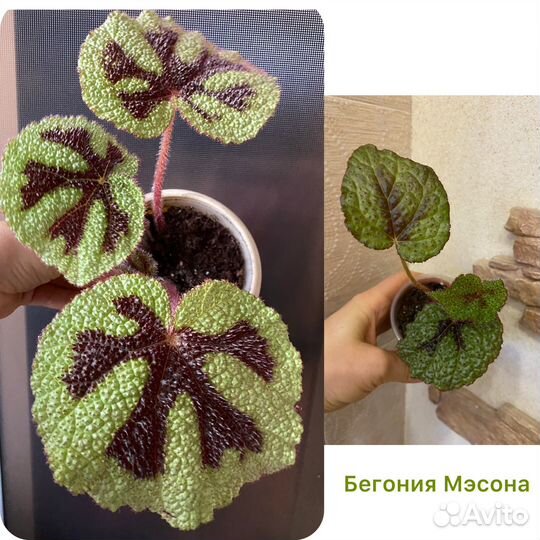 Комнатные растения,цветы.Сциндапсус,бегонии