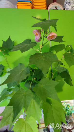 Абутилон розовый