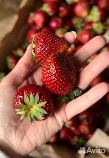 Клубника свежая