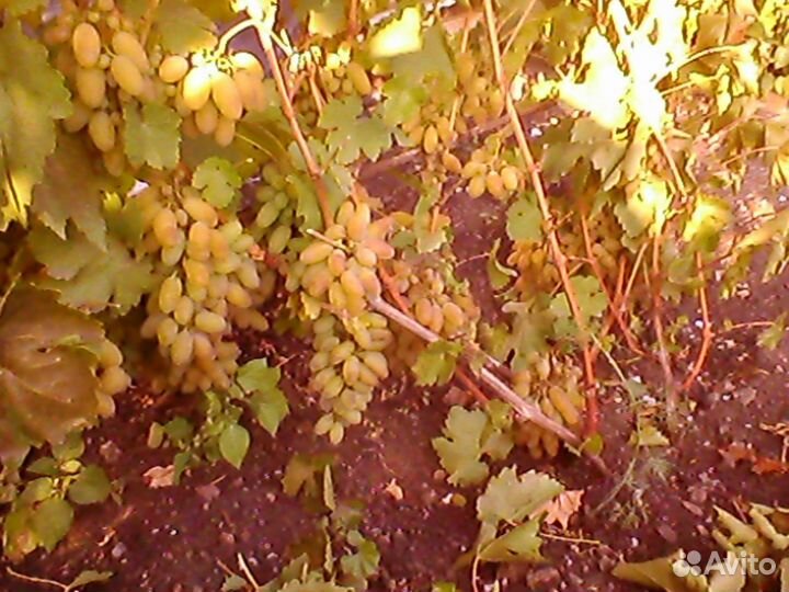 Продам саженцы винограда