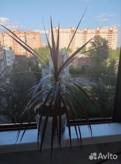 Комнатное растение Драцена