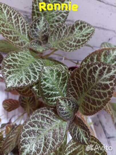 Набор эписций