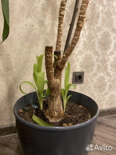 Юкка пальма домашняя