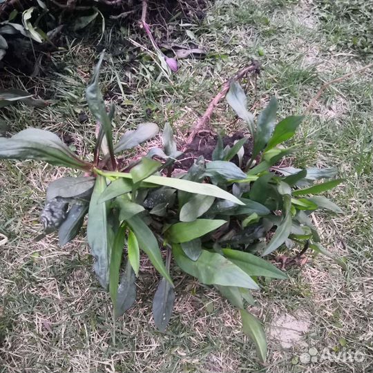 Октябринки