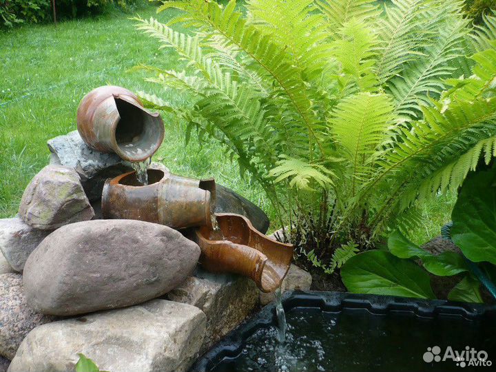 Папоротник садовый