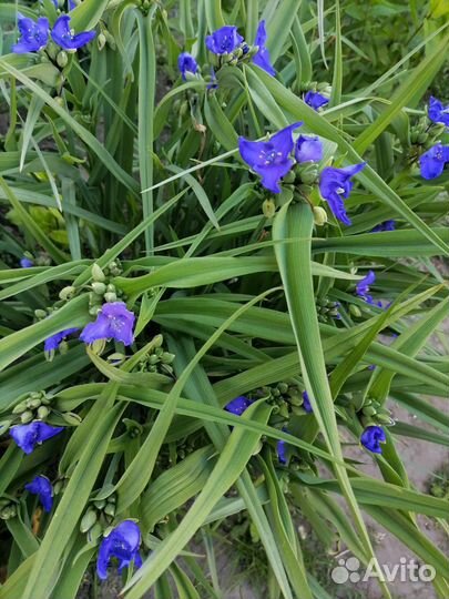 Садовые цветы