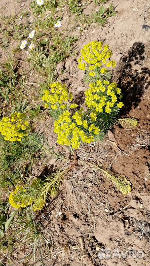 Почвокровное растение молочай кипарисовый